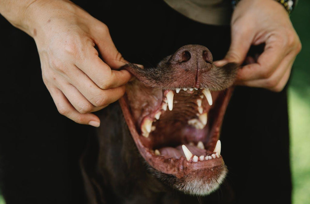 Ozonated Oils for Dogs Teeth: A Natural Approach to Canine Dental Care - Naturally Wyld